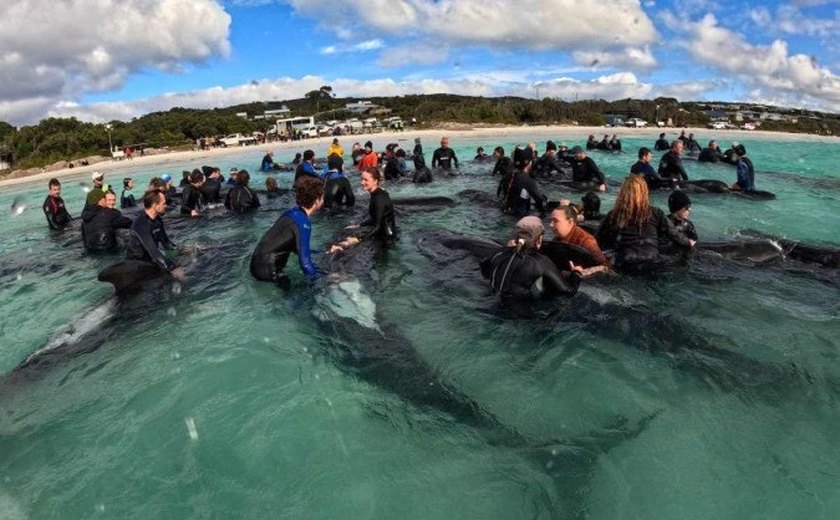 Morrem 51 baleias-piloto encalhadas no oeste da Austrália
