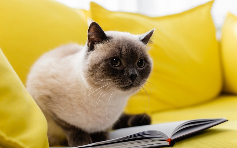 Animais já não conseguem papéis como antes em Hollywood; saiba por que empresas estão aposentando seus elencos