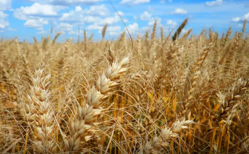 Calor prejudica lavoura de café, soja e arroz, diz especialista