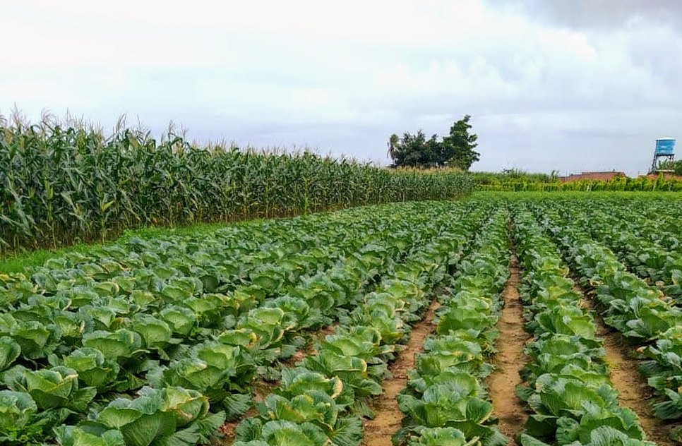 LAVOURAS AGRICULTURA