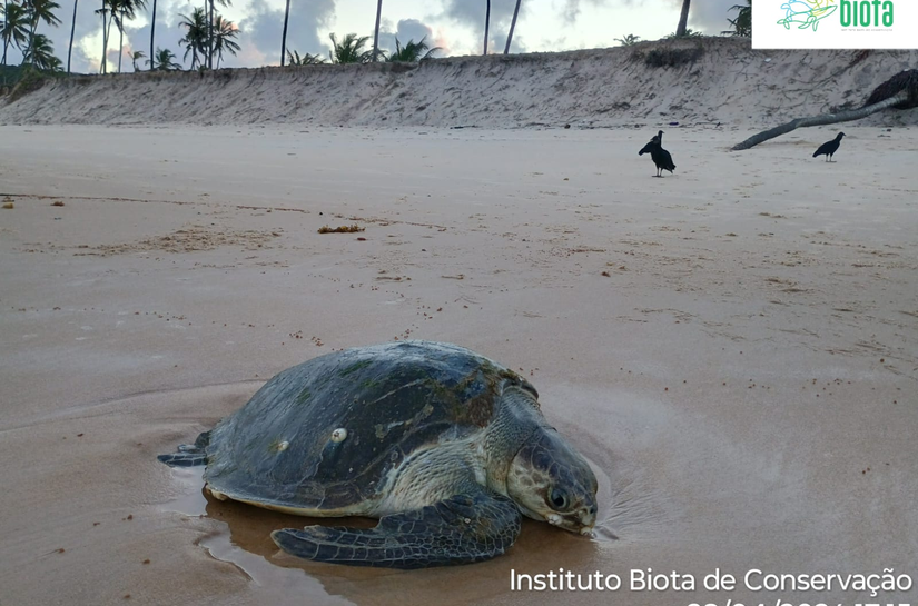 Após meses em reabilitação, tartaruga-oliva é devolvida ao mar em Alagoas