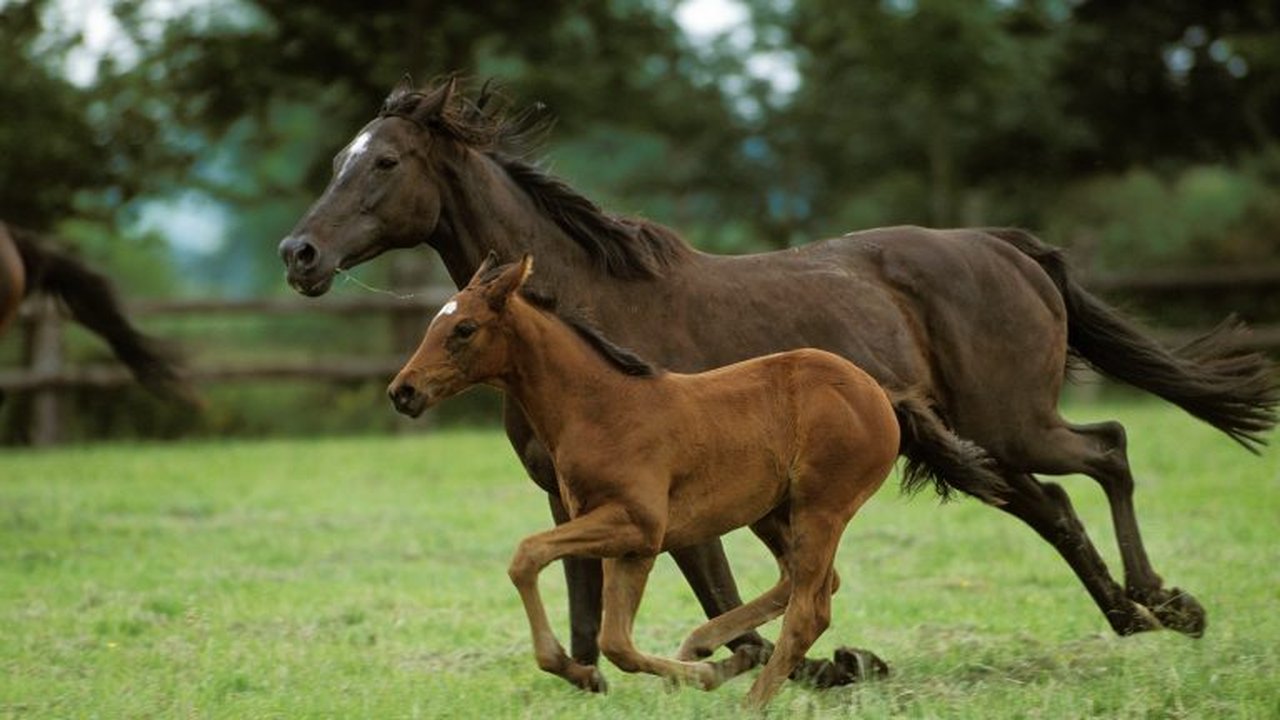 Amor, mordidas e até fuga com cavalo: macacos protagonizam 'romance' da vida selvagem em tentativa de salvar espécie ameaçada