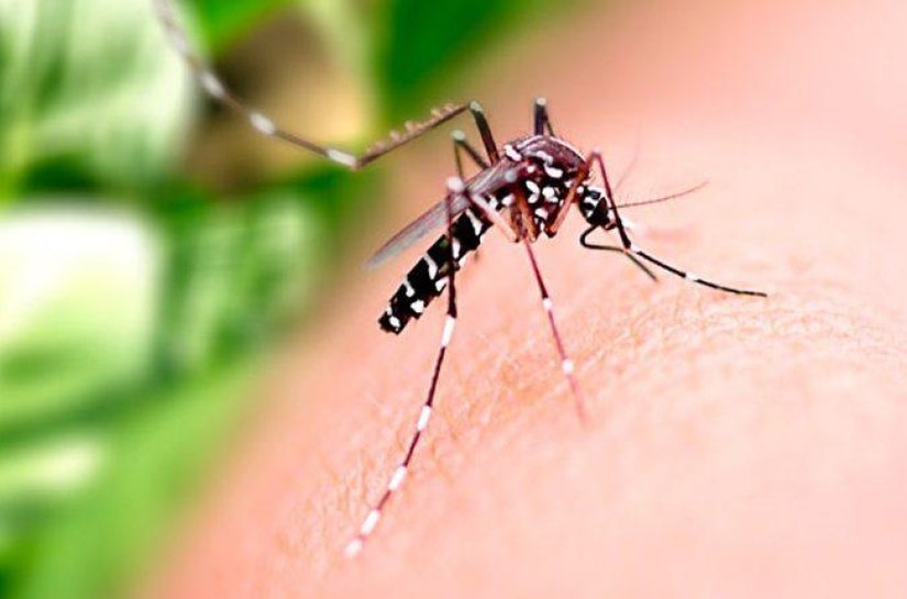 Saúde alerta população sobre medidas preventivas para combater o Aedes aegypti