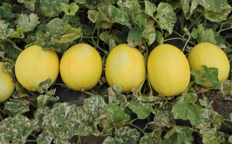 Adeal cadastra cinco unidades de produção de melão tipo exportação