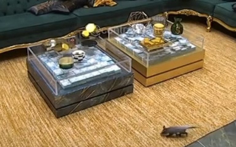 Gambá invade a casa do BBB 26 e produção precisa intervir