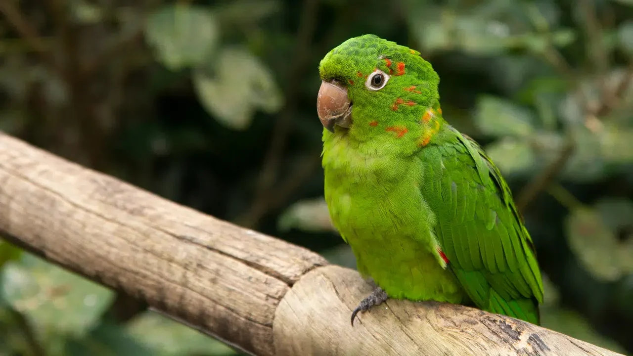 Maritacas: confira curiosidades sobre essas aves barulhentas, inteligentes e sociáveis