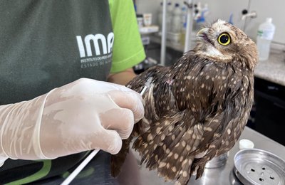 Uso indiscriminado de capturas para pragas urbanas pode ser um risco para animais silvestres