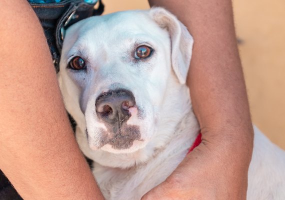 Médico veterinário dá dicas para os cuidados com os pets durante o São João