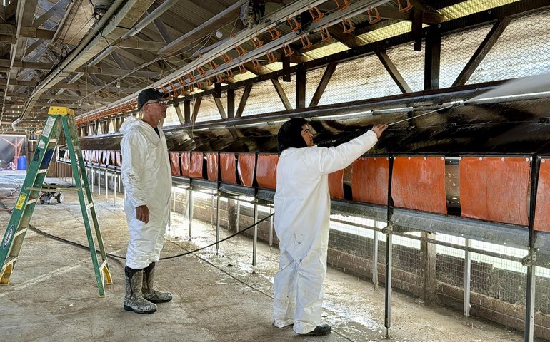 Grande produtor de ovos dos EUA perde parte de sua produção devido à gripe aviária