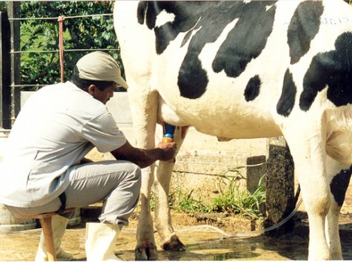 CPLA fecha parceria com a Desenvolve para aquisição de 32 bovinos leiteiros