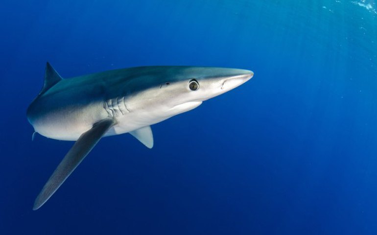 'Tive sorte': jovem é mordido após escorregar e cair em marina infestada de tubarões, nas Bahamas
