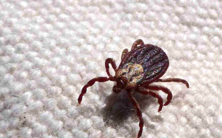 Febre maculosa provoca mais duas mortes no interior de São Paulo