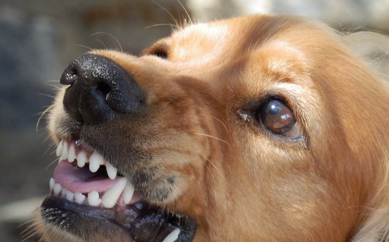 Como identificar e agir aos comportamentos reativos dos cães