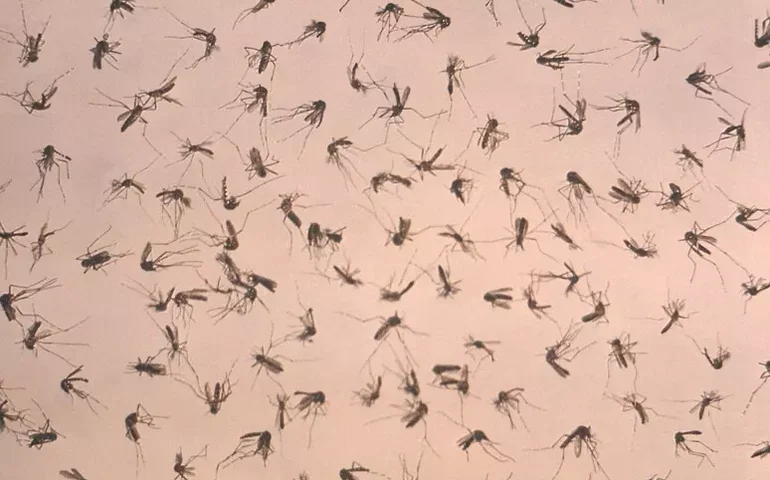 Região italiana registra mais 7 casos de febre do Nilo Ocidental