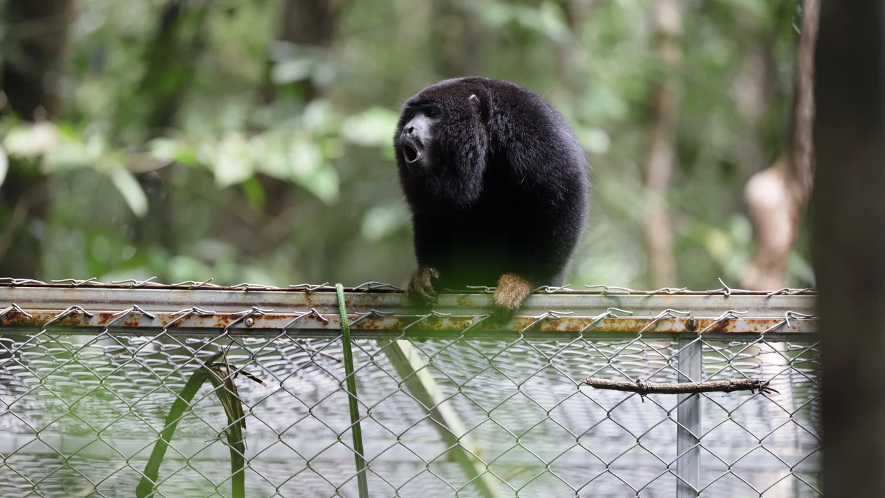 Após período de adaptação, guaribas-de-mãos-ruivas ganham liberdade em reserva ambiental de Coruripe