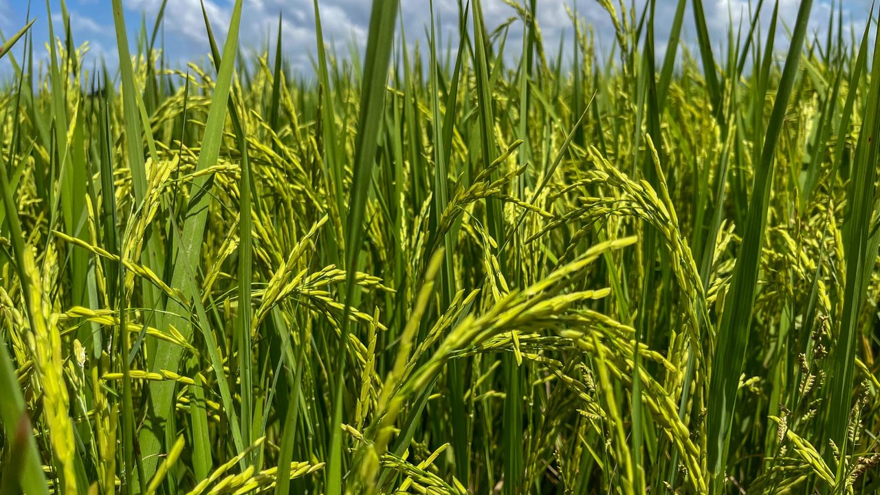 Seagri promove atividades técnicas de rizicultura irrigada no Baixo São Francisco de Alagoas