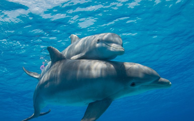 Como geladeira de cérebros de golfinhos ajuda a entender doenças em humanos e crise climática