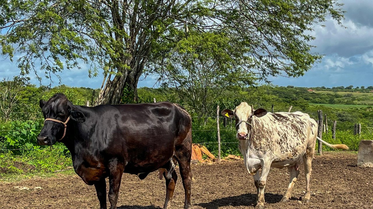 Curso de podologia bovina está com inscrições abertas