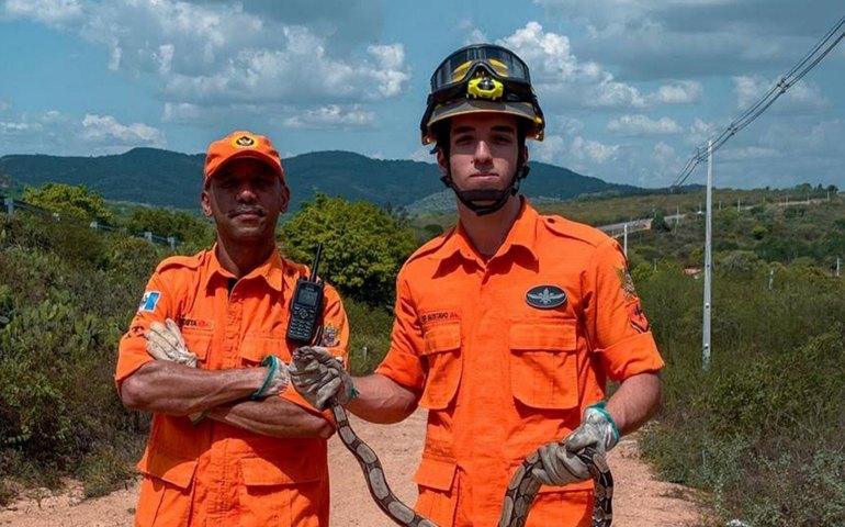 Corpo de Bombeiros registra queda de 23% nas ocorrências de captura de animais em Alagoas