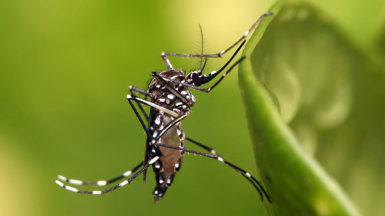 Dia D contra a dengue muda de local no Rio devido às chuvas