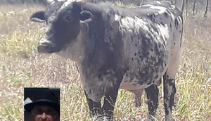 Idoso morto por boi / Foto: Reprodução / redes sociais