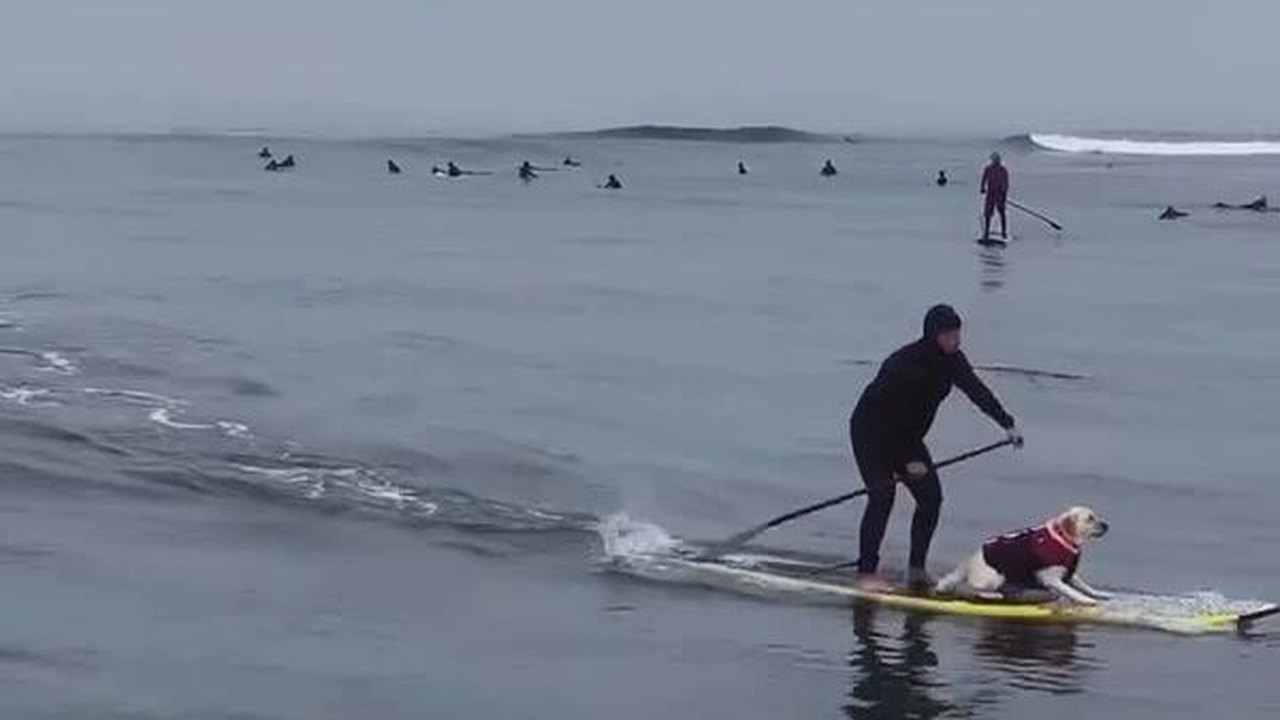 ‍ Atletas de quatro patas: cães surfistas impressionam espectadores nos EUA