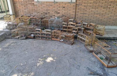 PM resgata aves ameaçadas de extinção durante Operação Feira Livre