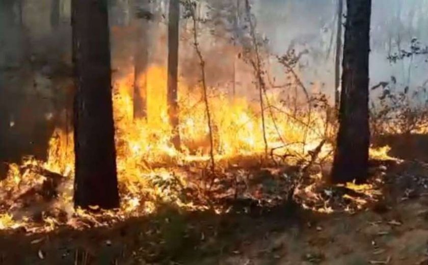 Incêndio destrói 140 hectares de reserva florestal em Mairinque (SP)