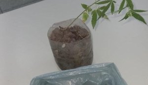 Apreensão de drogas  / Foto: PMSE