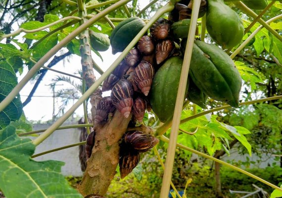 Saúde alerta para alta incidência de caramujos africanos na quadra chuvosa
