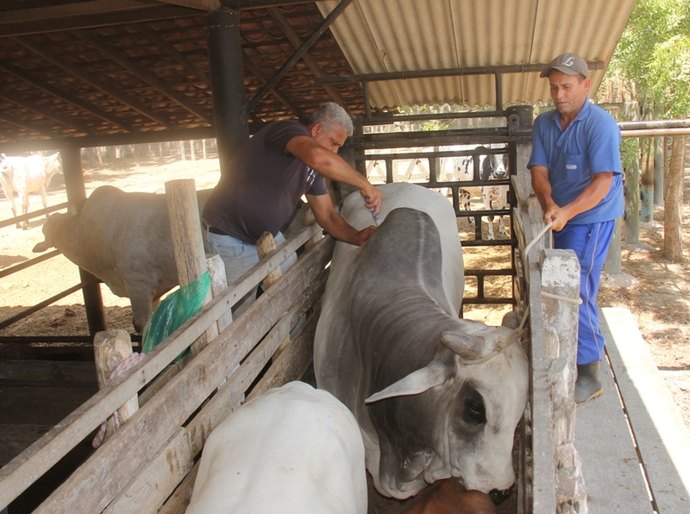 Secretaria de Agricultura de Campo Alegre realiza dia de vacinação assistida contra a Aftosa