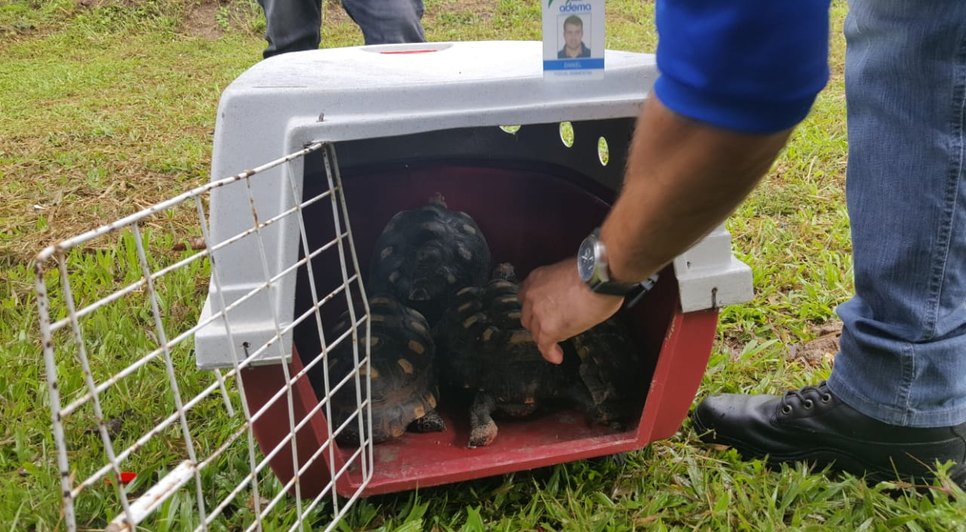 JABUTIS RESGATADOS EM LARANJEIRAS / Foto: Adema