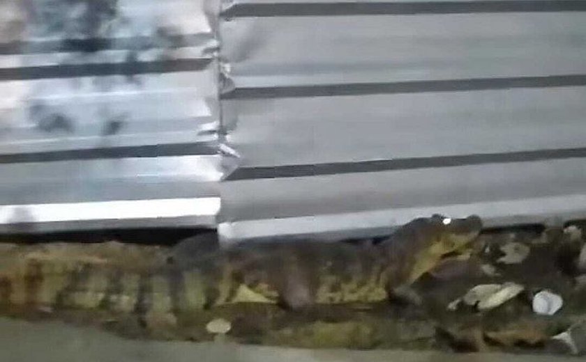 Jacaré é flagrado caminhando em calçada no bairro do Bebedouro, em Maceió