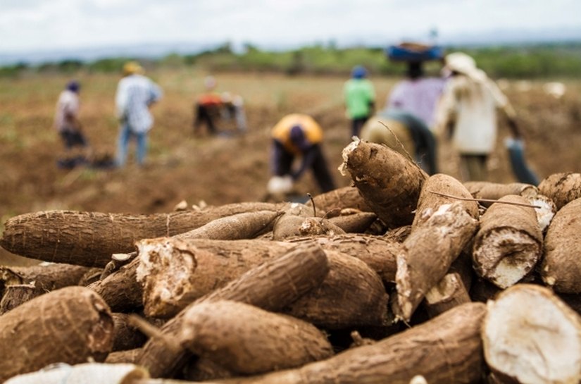 II Expomandioca fortalece a atividade de produtores no Agreste