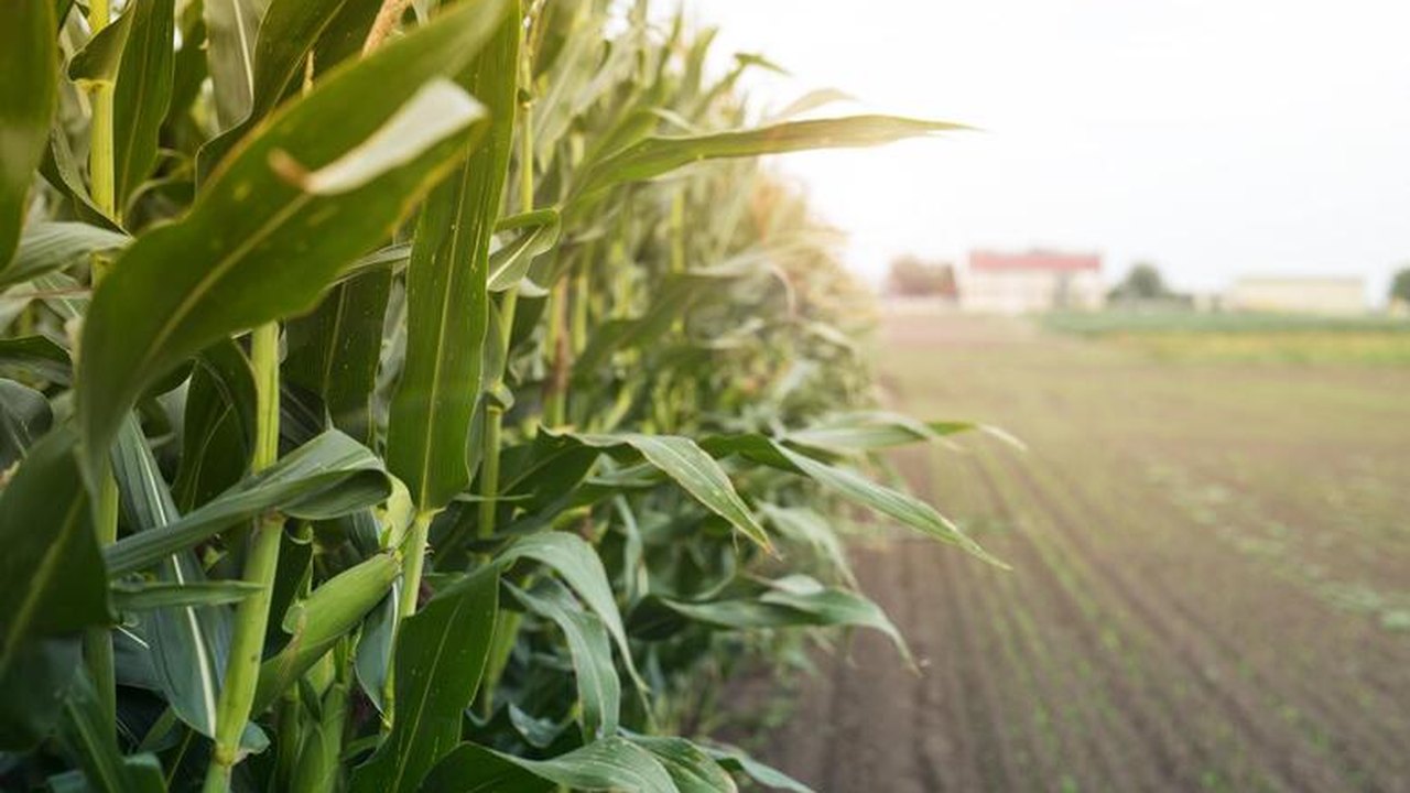 Agropecuária foi o setor que mais cresceu em AL em 2019, aponta PIB divulgado pela SEPLAG