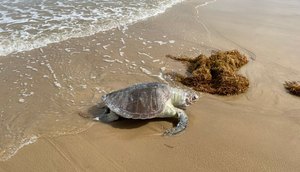 Tartarugas marinhas são encontradas mortas na Praia do Mosqueiro em Aracaju