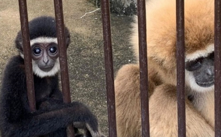 Mistério de macaca que engravidou “sozinha” é descoberto no Japão