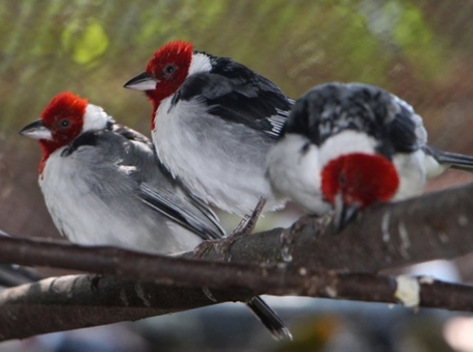 IMA convoca criadores amadores licenciados de aves nativas