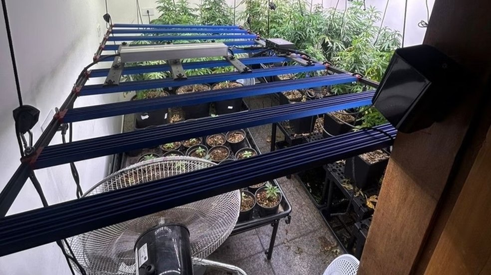 Estufa de maconha é descoberta em condomínio de Santos - SP; Morador diz que droga era pra avó