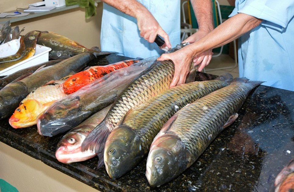 peixe-2