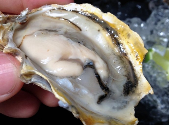 Governo de Alagoas incentiva a produção de ostras