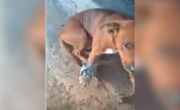 Cachorro ficou ferido na pata Cachorro ficou ferido na pata