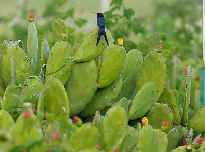 Palestra discute perspectivas climáticas da Agricultura no NE para 5 anos