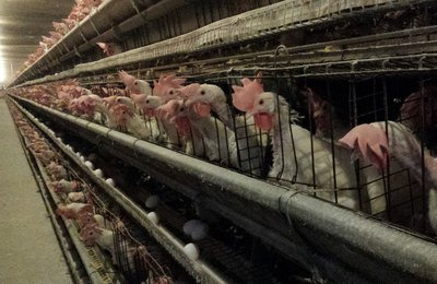 Novo guia brasileiro livre de gaiolas e celas apoia setor de alimentos e hotelaria no cumprimento de metas de bem-estar animal
