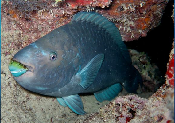 Professor da Ufal registra foto de peixe ameaçado de extinção e vence concurso de fotografia