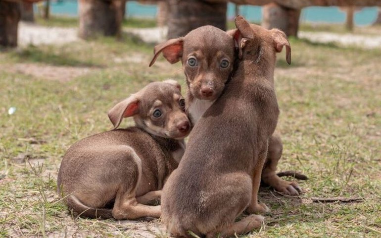 Gabinete da Causa Animal leva 17 animais para feira de adoção no domingo (6)