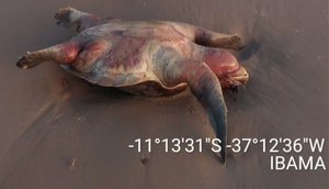PF, Marinha e Ibama fazem patrulhamento marítimo para combater pesca predatória em SE