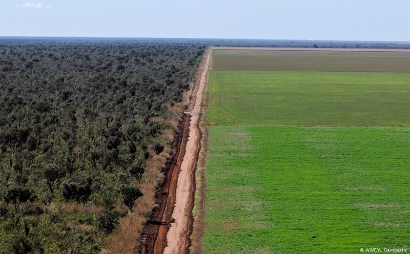 Desmatamento ilegal em latifúndios avança sobre o Cerrado