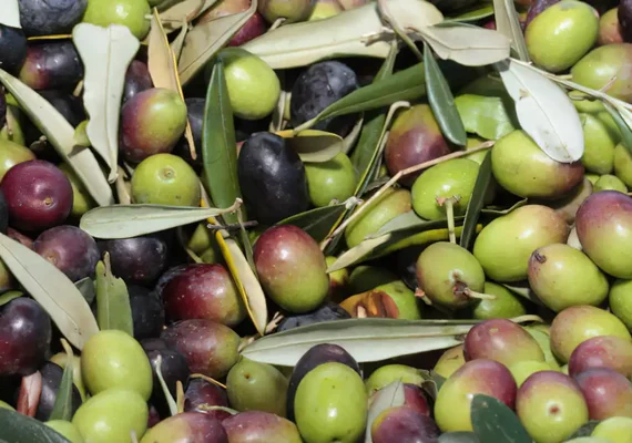 Produtores brasileiros de azeite de oliva aproveitam alta internacional