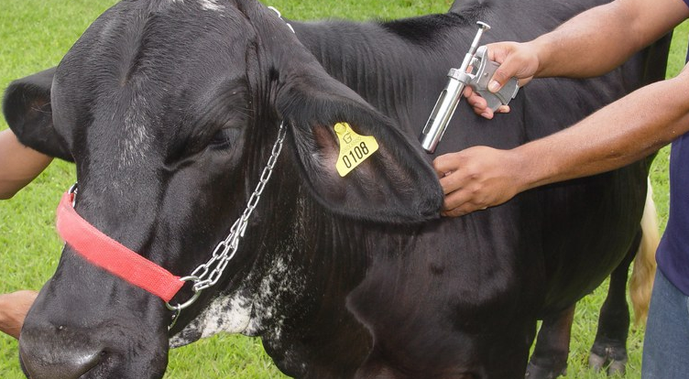 Campanha de vacinação contra febre aftosa encerra na próxima terça-feira em Sergipe / Foto: Foto: SEAPEC